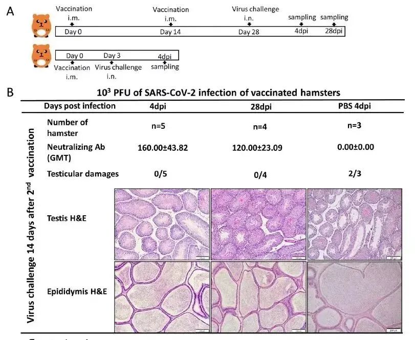实锤了!香港院士团队发现，奥密克戎引起睾丸急性损伤和萎缩w6.jpg