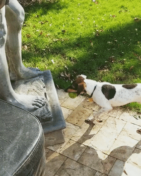 网友搬了一个雕像回家，结果狗子做出的举动，让他笑喷了!w2.jpg