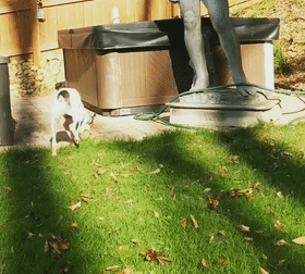 网友搬了一个雕像回家，结果狗子做出的举动，让他笑喷了!w4.jpg