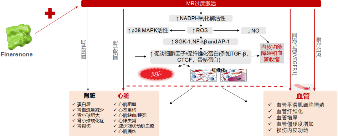 2型糖尿病患者CKD管理更受重视!非奈利酮地位几何?从ADA指南更新谈起w19.jpg