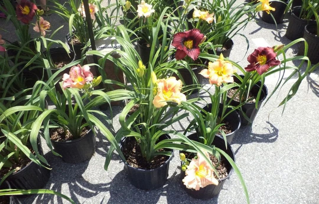 11种适合春暖后栽种的观花植物，养在阳光充足处才好开花w13.jpg