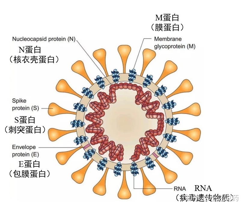 SARS-CoV-2的入侵、增殖与变异-2.jpg