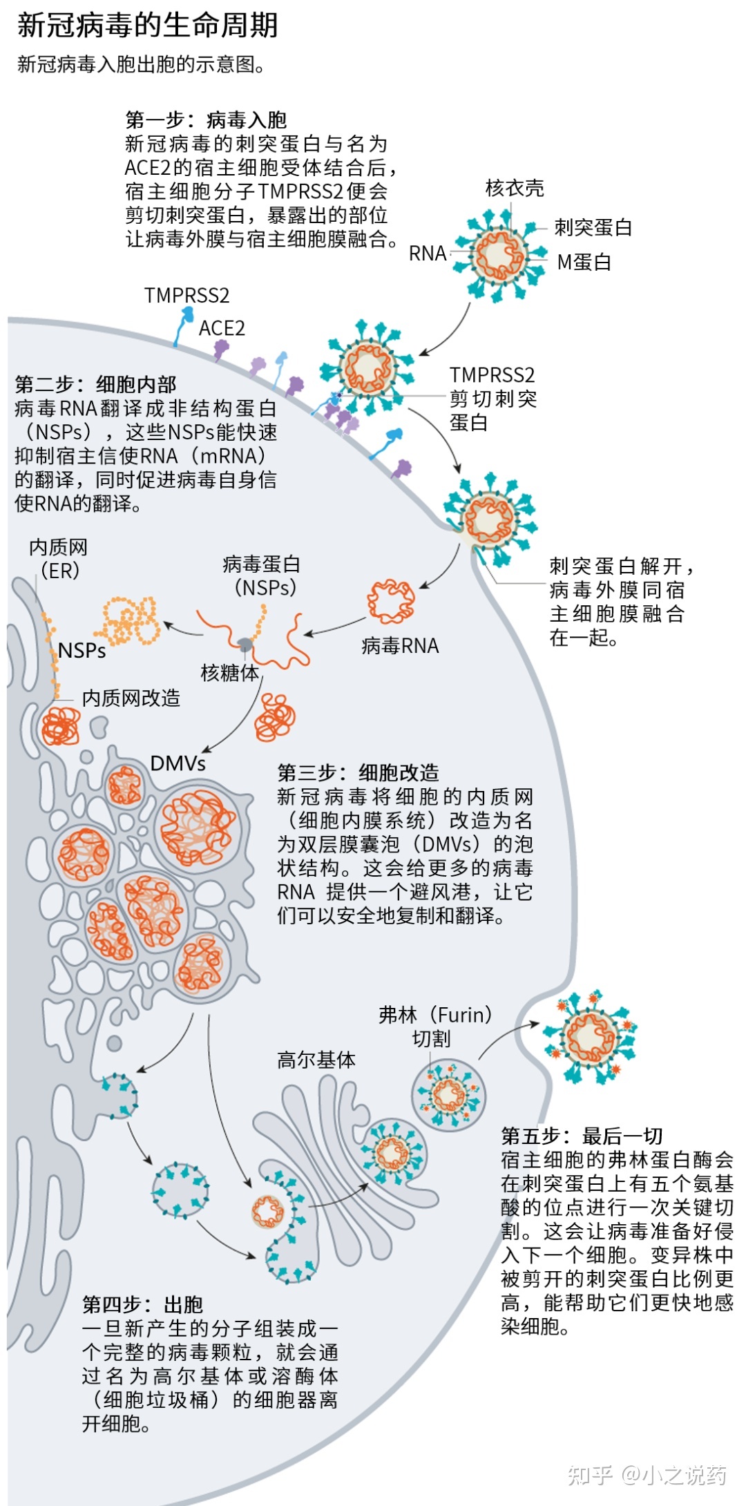 SARS-CoV-2的入侵、增殖与变异-4.jpg