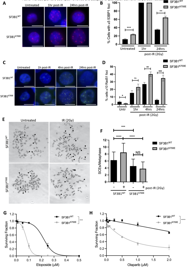 Cancer Research|治疗癌症相关SF3B1突变肿瘤，PARP抑制剂或更为有效w4.jpg