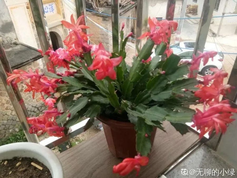 家里有这花，小花盆、挤着养，疯狂开花爆小崽!w53.jpg